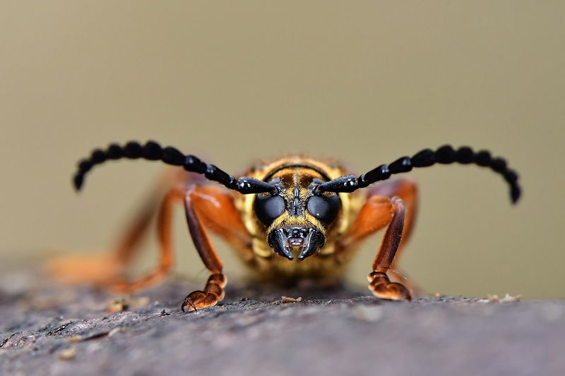 denis moura, mogi das cruzes, brasil Besouro фото превью
