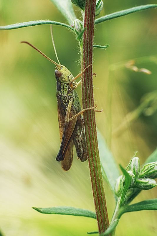 Совсем как огуречек фото превью