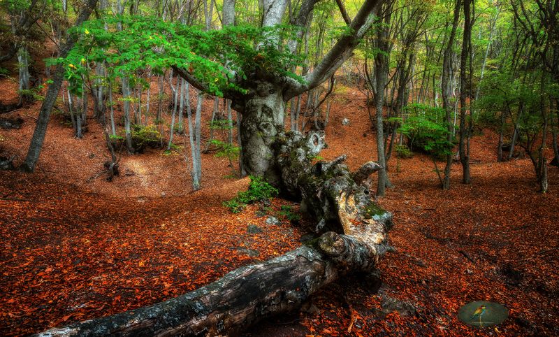 autumn Осень фото превью