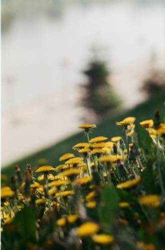 Набережная Тюмени в одуванчиках