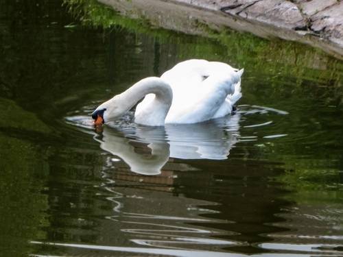 WHITE swans in the blue pond water - a bird, animals in the wild