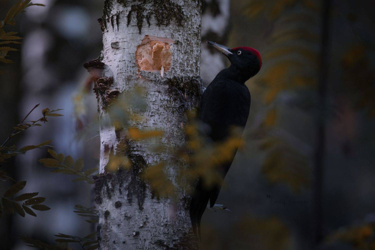природа, лес, поля, огороды, животные, птицы, макро, Дмитрий Посевич