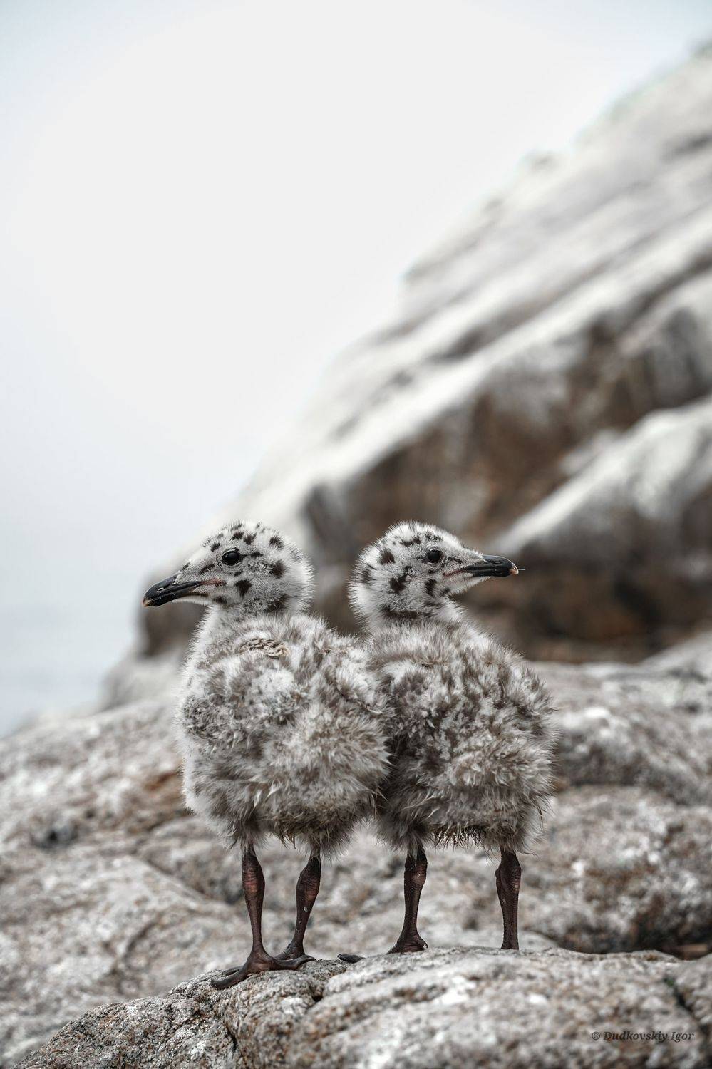 Птицы, Игорь Дудковский