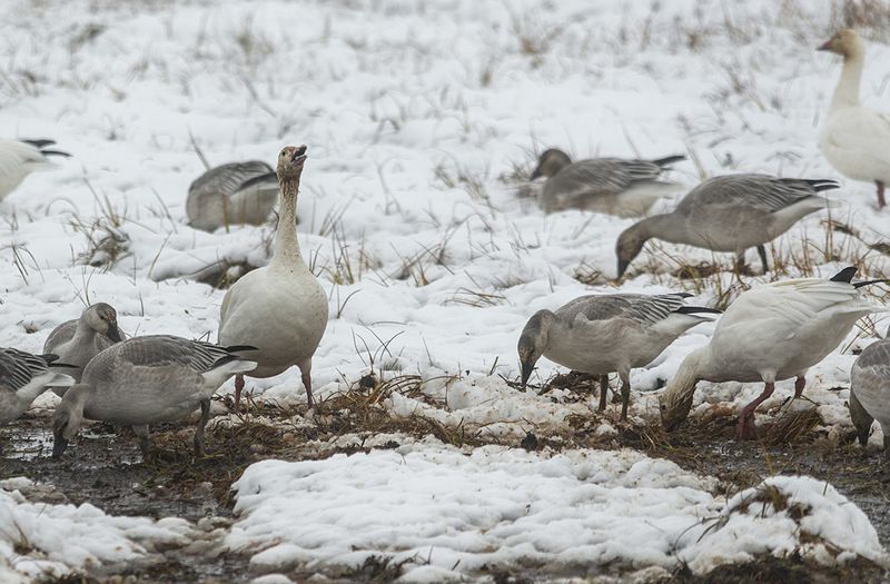 чукотка арктика гусь белый перелет снег осень Вот такой конец лета.... фото превью