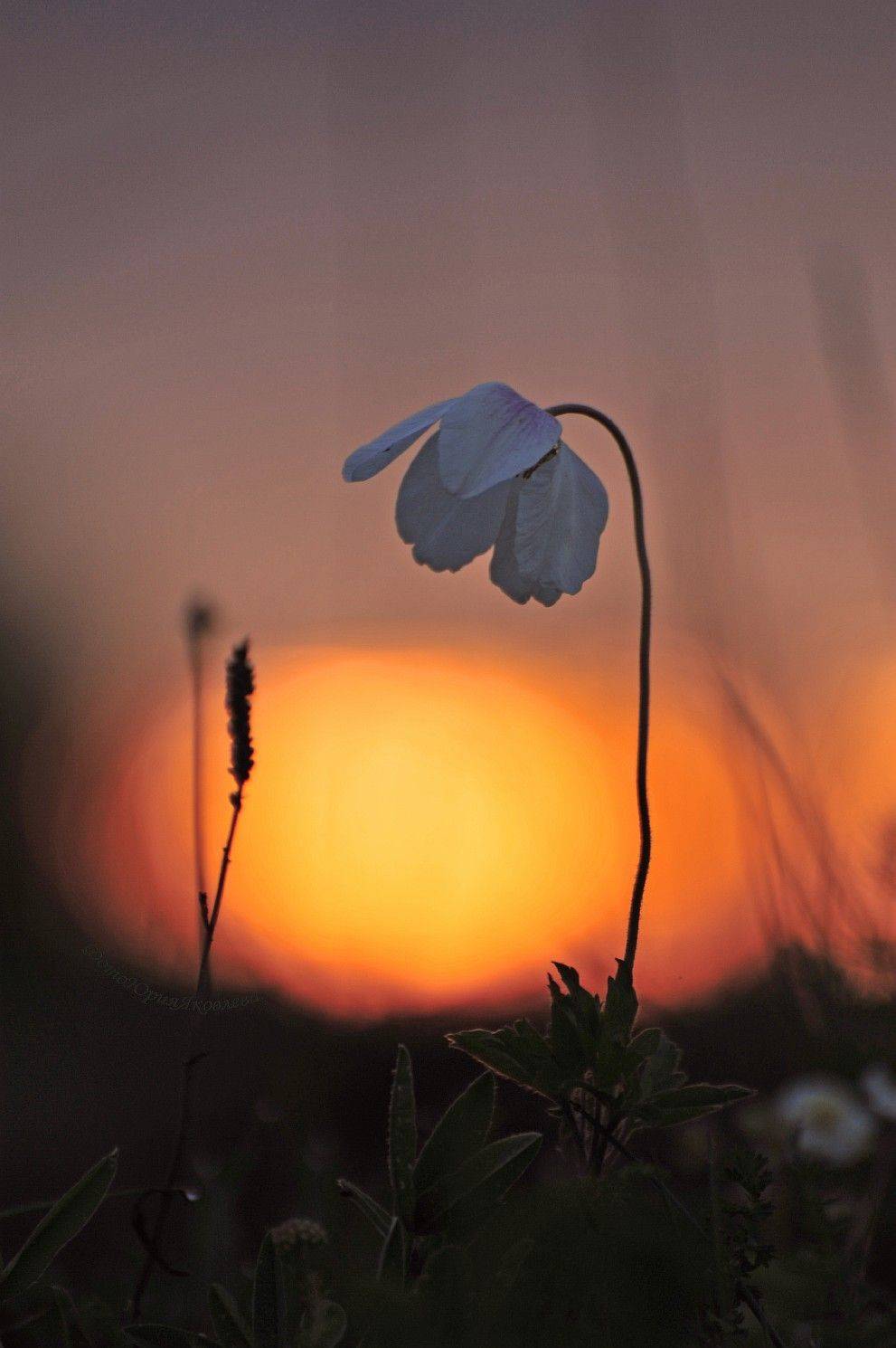 пейзаж,природа, цветы, солнце, утро,рассвет, Юрий Яковлев