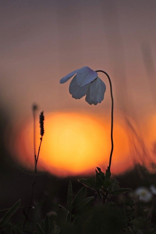 пейзаж,природа, цветы, солнце, утро,рассвет  фото превью