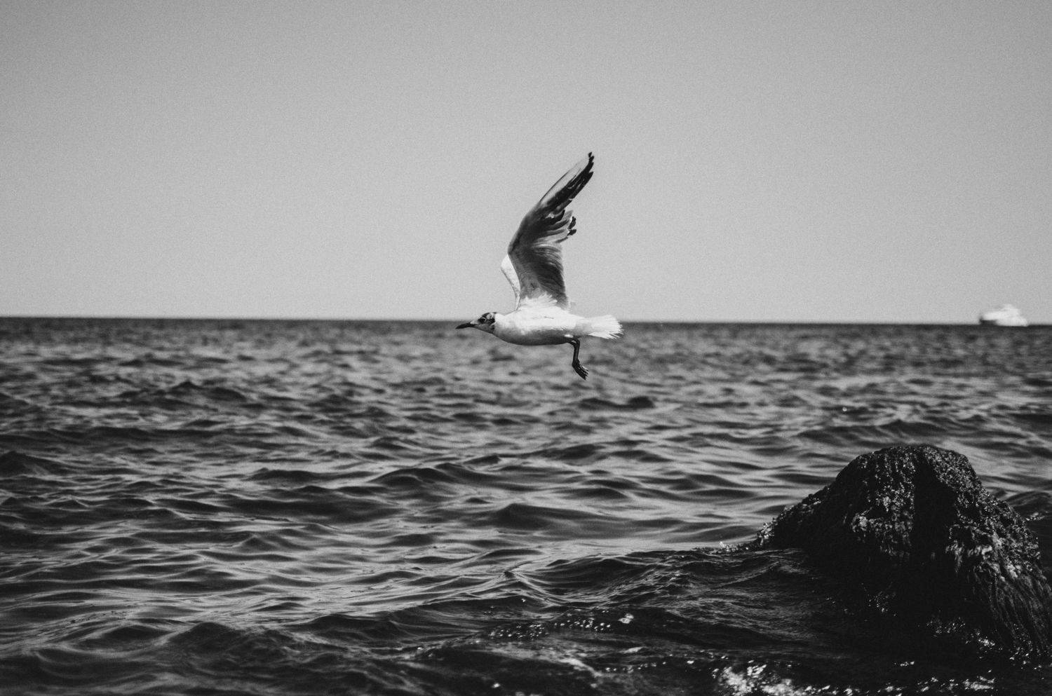 The Seagull. Автор: Виталий Шевченко , Виталий Шевченко