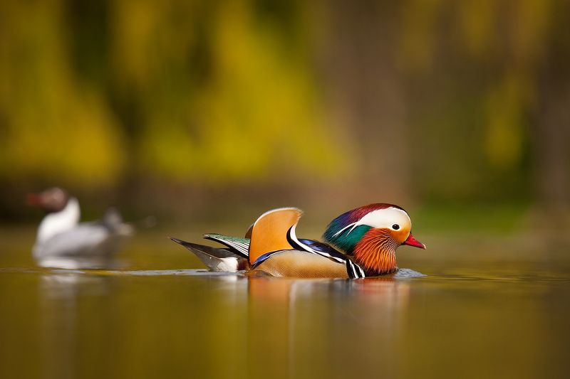 Mandarin duck фото превью