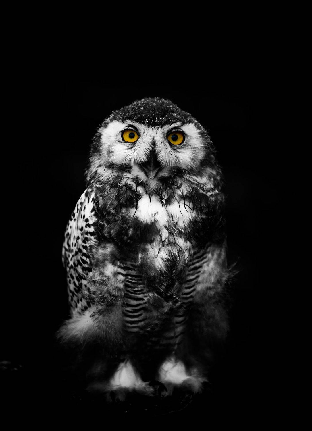 сова, птица, животное, анималистика, глаза, Даркина Дарья