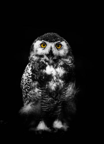 Портрет полярной совы. 