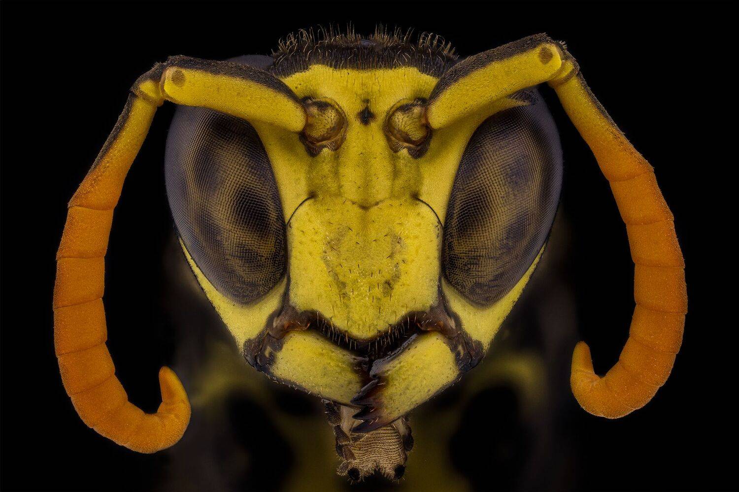 ceclii, nikon d5600,macro,lomo3.7, Tsvetan Ganev