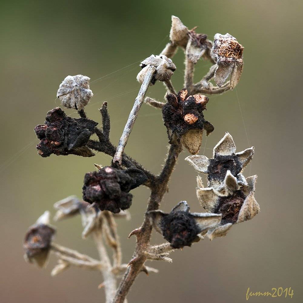 , Игорь ФУММ