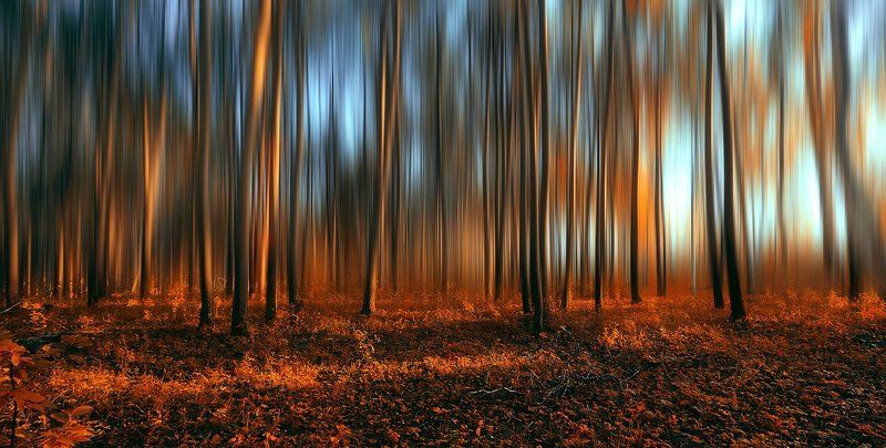 В лесу... фото превью