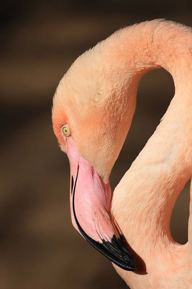 70200, 7D, Animals, Flamingo, Животные, Фламинго, Yuri Gomelsky