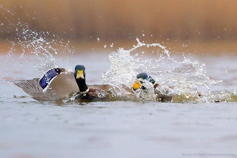 I catch you! фото превью