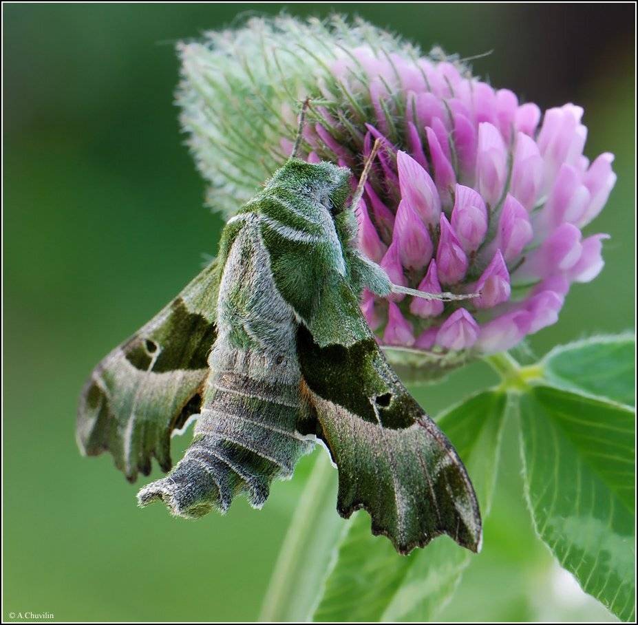 бабочка,бражник,прозерпина, Александр Чувилин