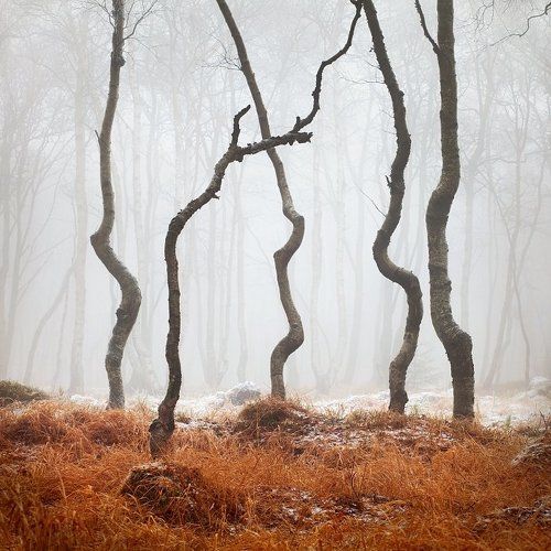 Dancing trees