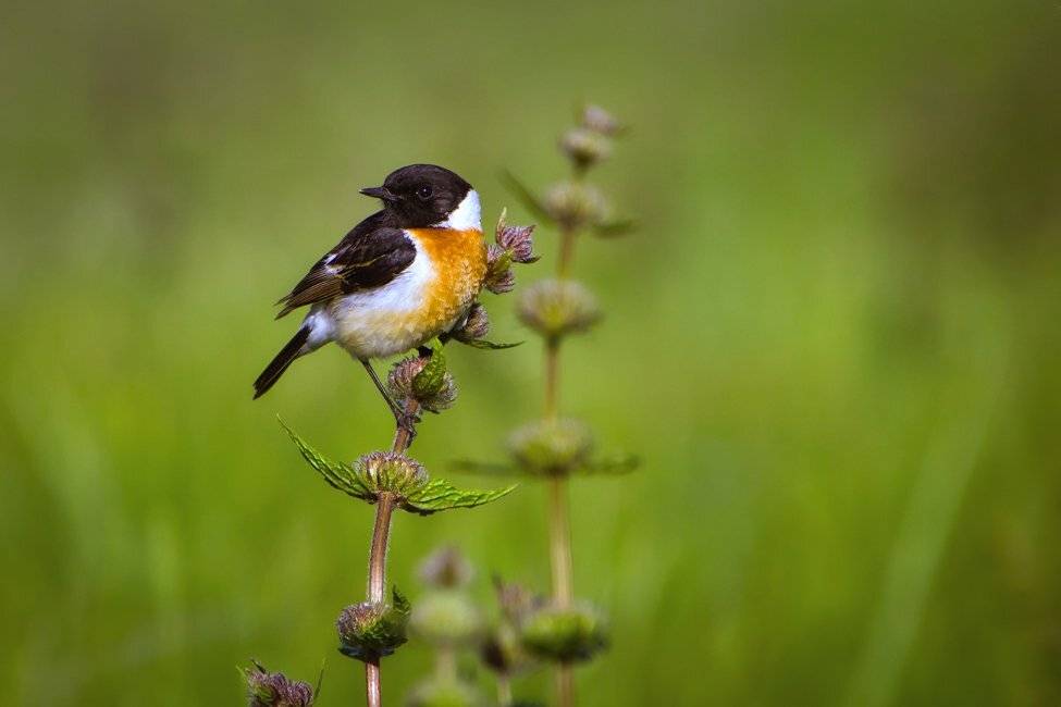 , Ратушнова-Осинцева Арина