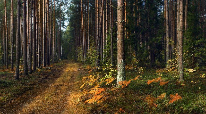 А грибочки - то все собрали... фото превью