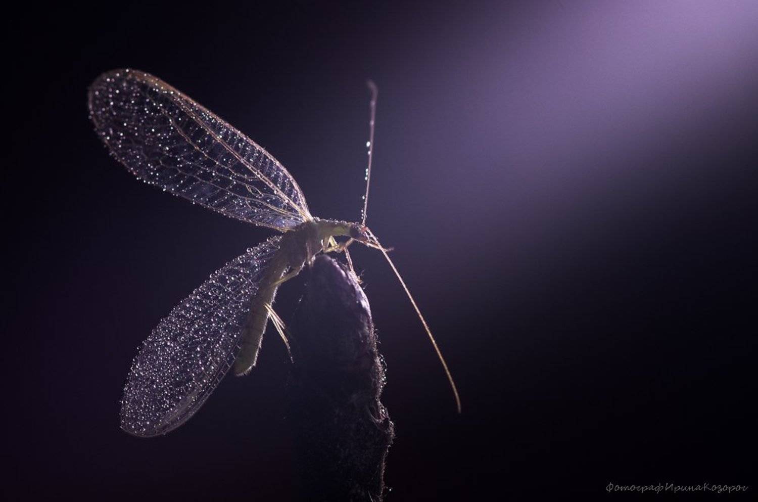 , Ирина Козорог