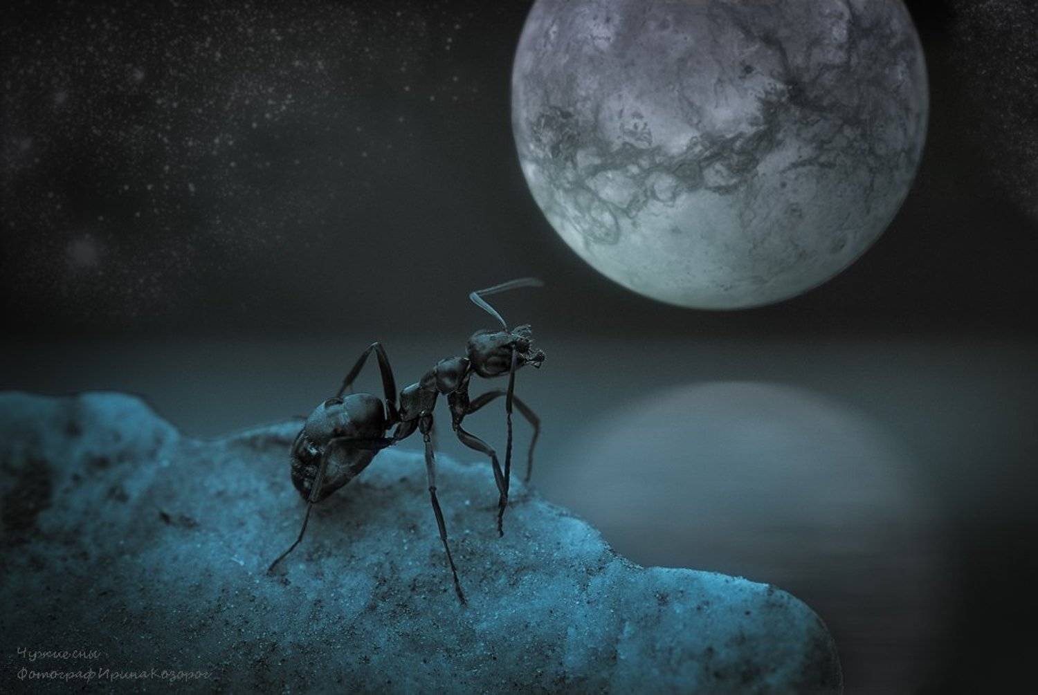 , Ирина Козорог