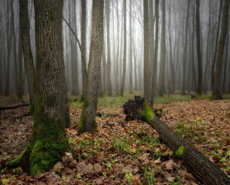 О деревьях и изменчивой погоде фото превью