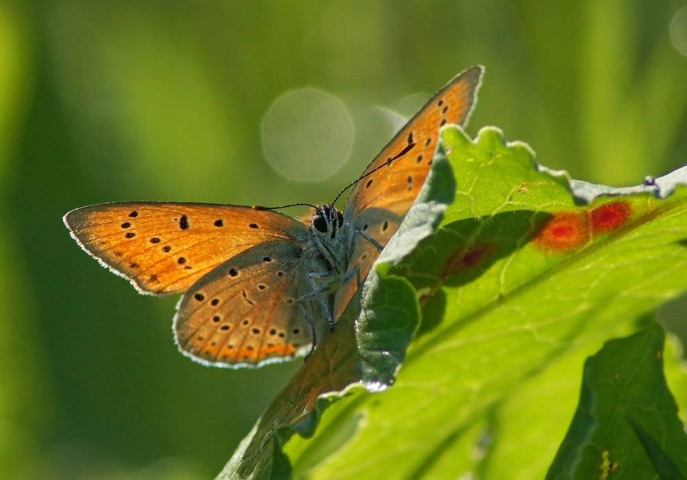 , Чепленко Алексей