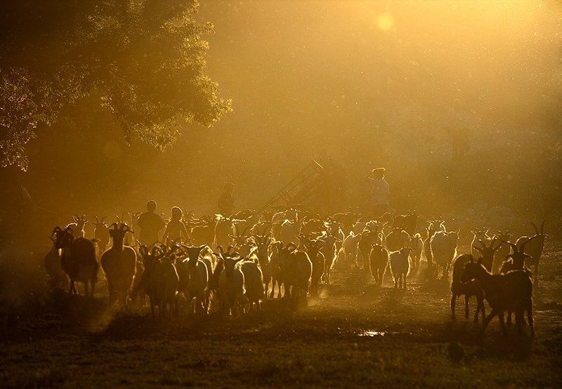 Pastorall фото превью