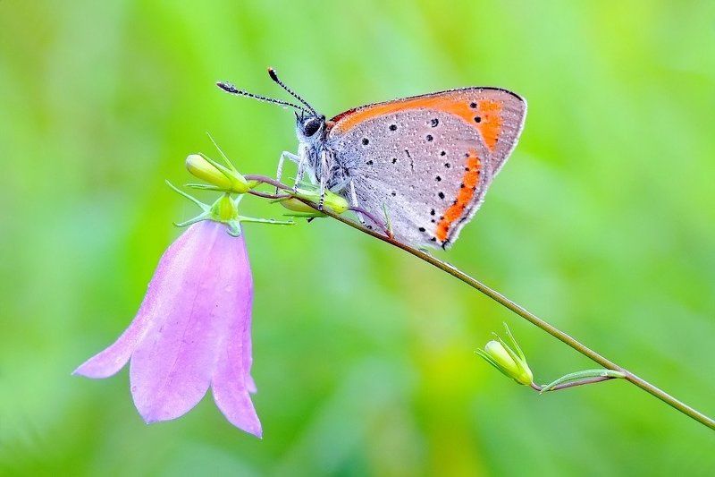 macro Ring a bell... фото превью