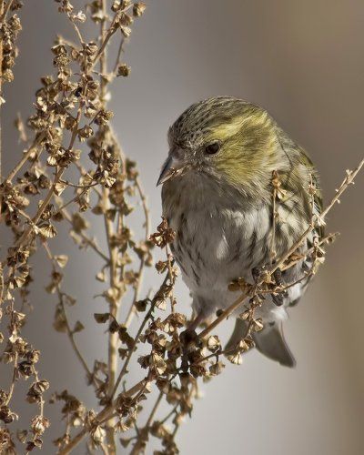 Чиж (лат. Carduelis spinus)