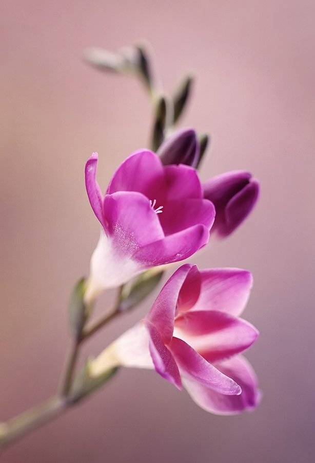 , Kasia Mycatherina Pietraszko
