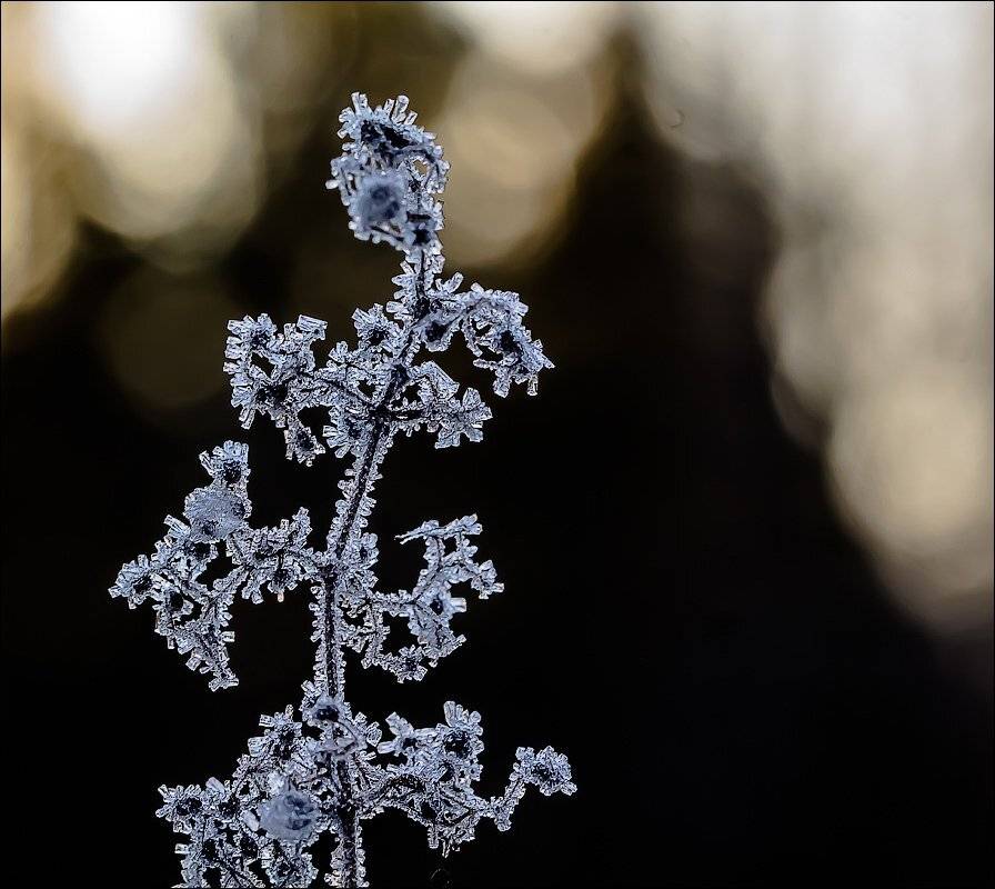 , Бурлов Андрей