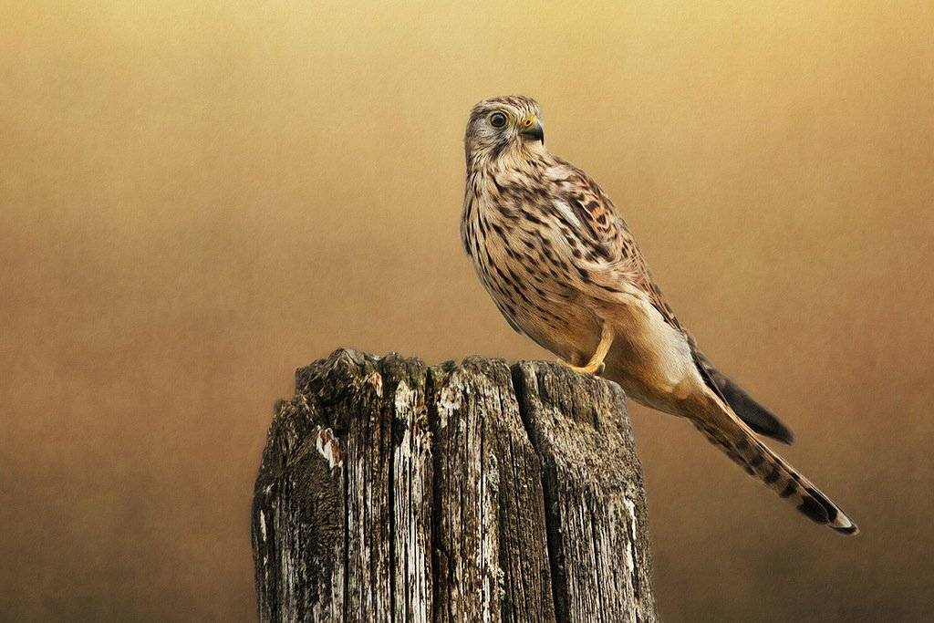 , Валерий Субачев