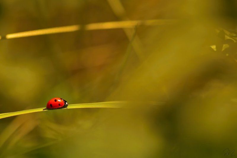 Когда ты должен идти, ты должен идти. фото превью