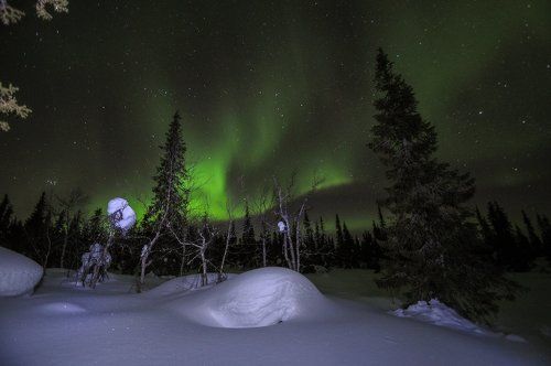 в северном лесу