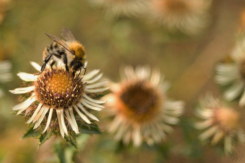 воришка фото превью