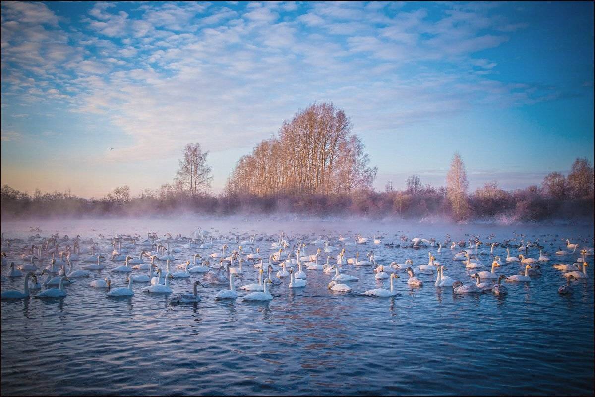 алтай, лебеди, зима, aleks2020