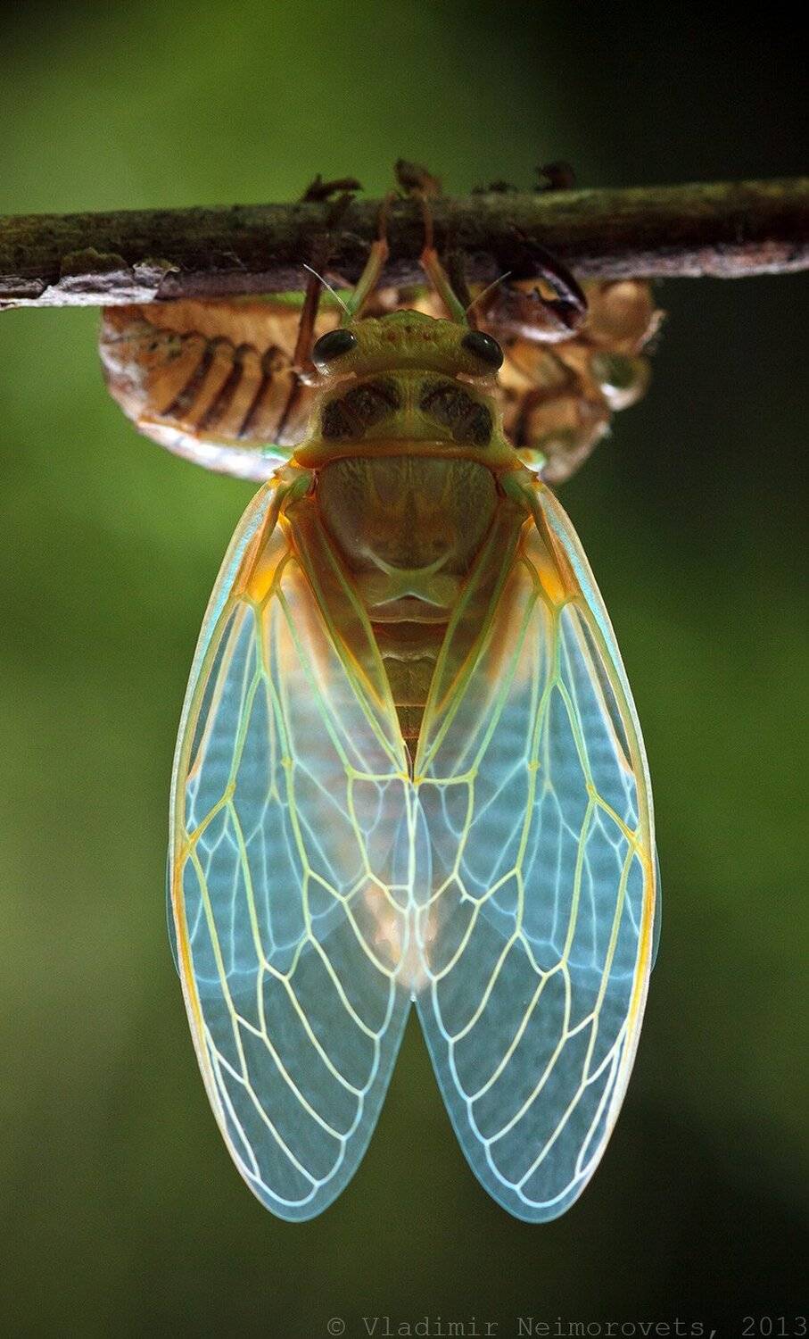 Krasnodar territory, Lyristes plebeja, Nature reserve Utrish, North-Western Caucasus, Peninsula Abrau, Заповедник Утриш, Краснодарский край, Обыкновенная цикада, Полуостров Абрау, Северо-западный кавказ, Vladimir Neimorovets