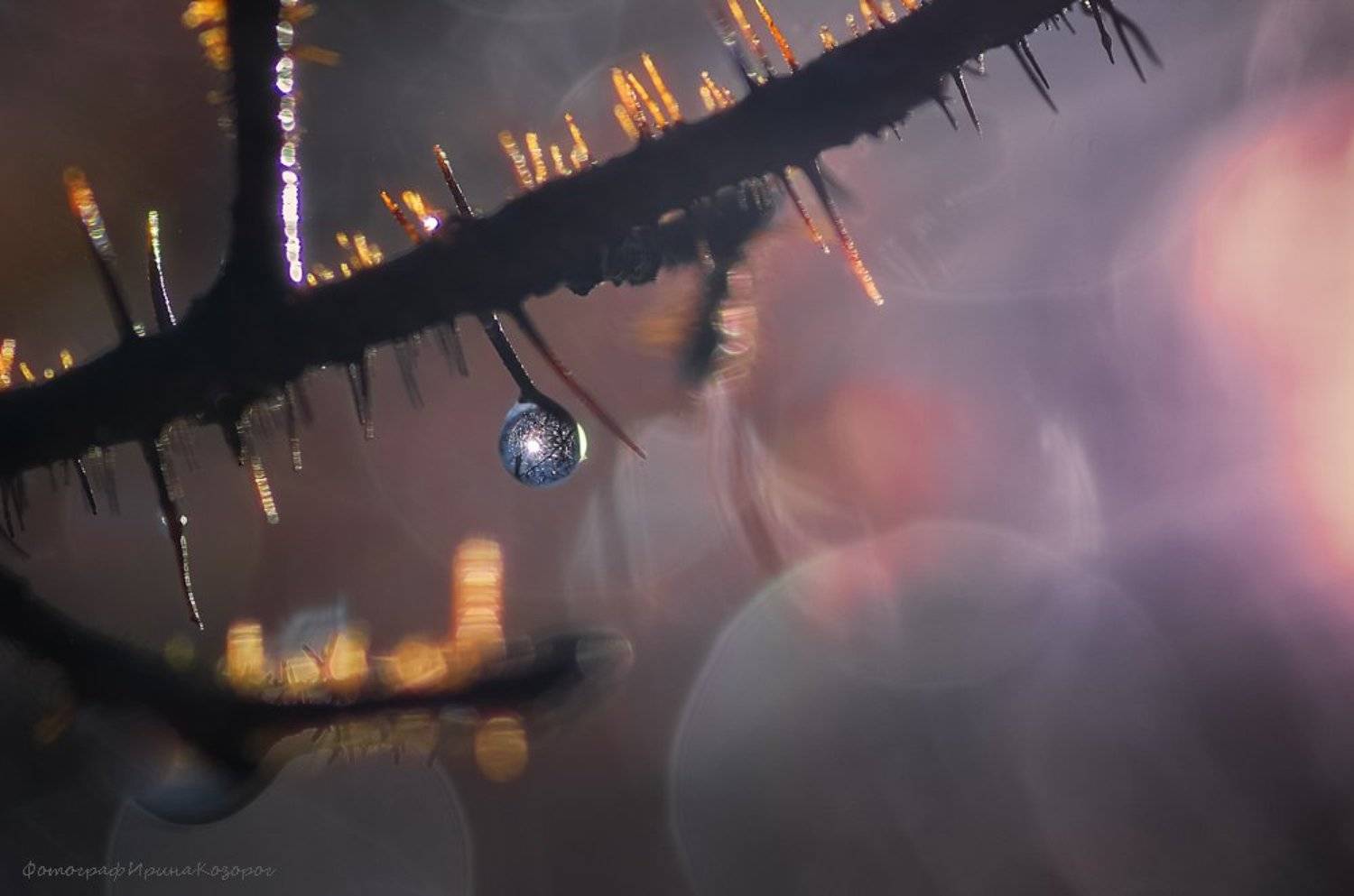 , Ирина Козорог