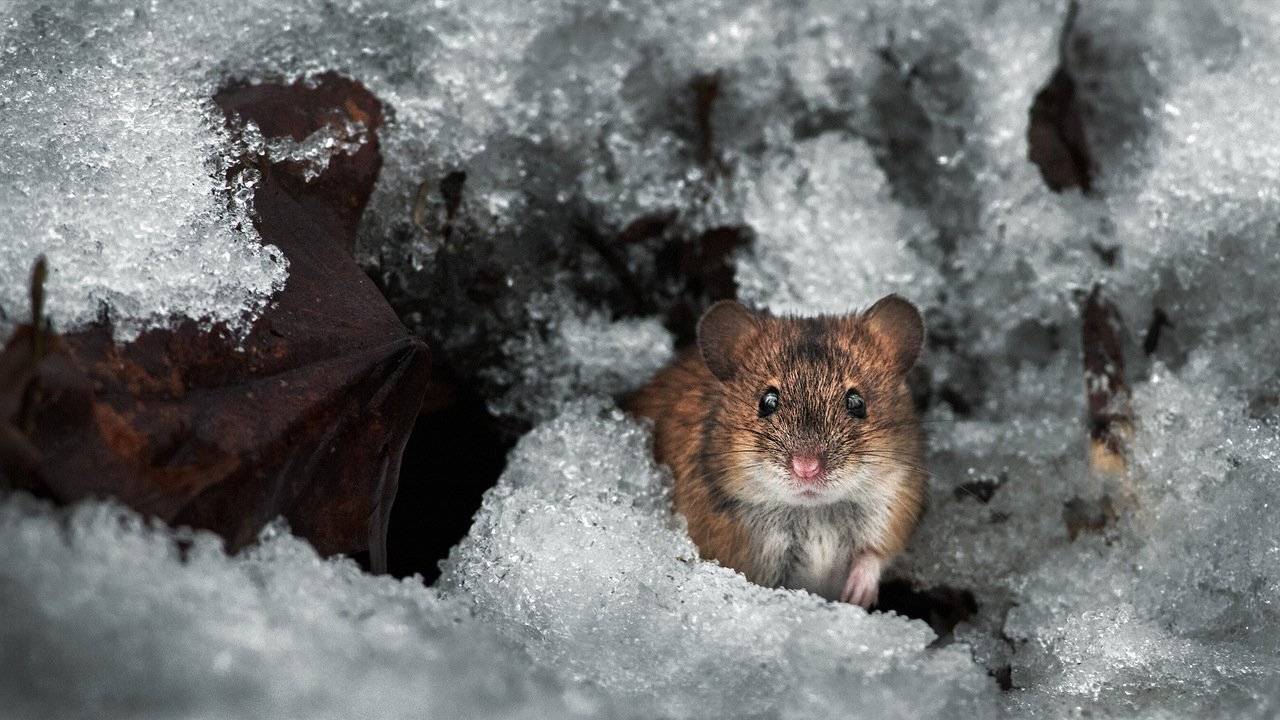 , Валерий Субачев