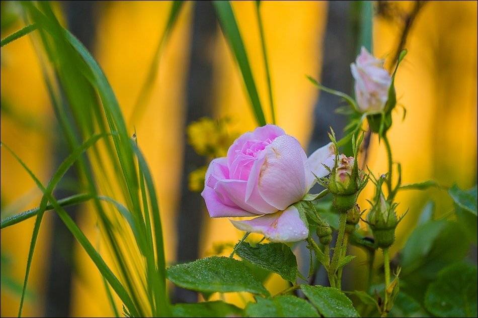 , Бурлов Андрей