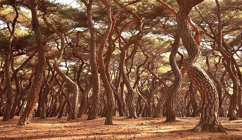 A   korean  red  pine фото превью