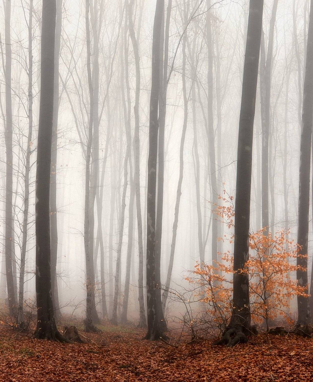 , Ирина Костова