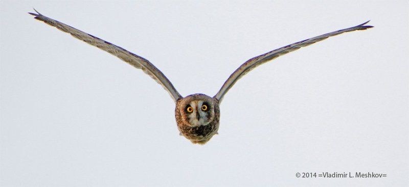 Marsh Owl on the evening hunt.. фото превью