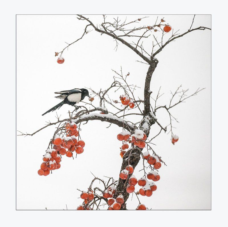 LA PIE & THE SNOW PERSIMMON фото превью