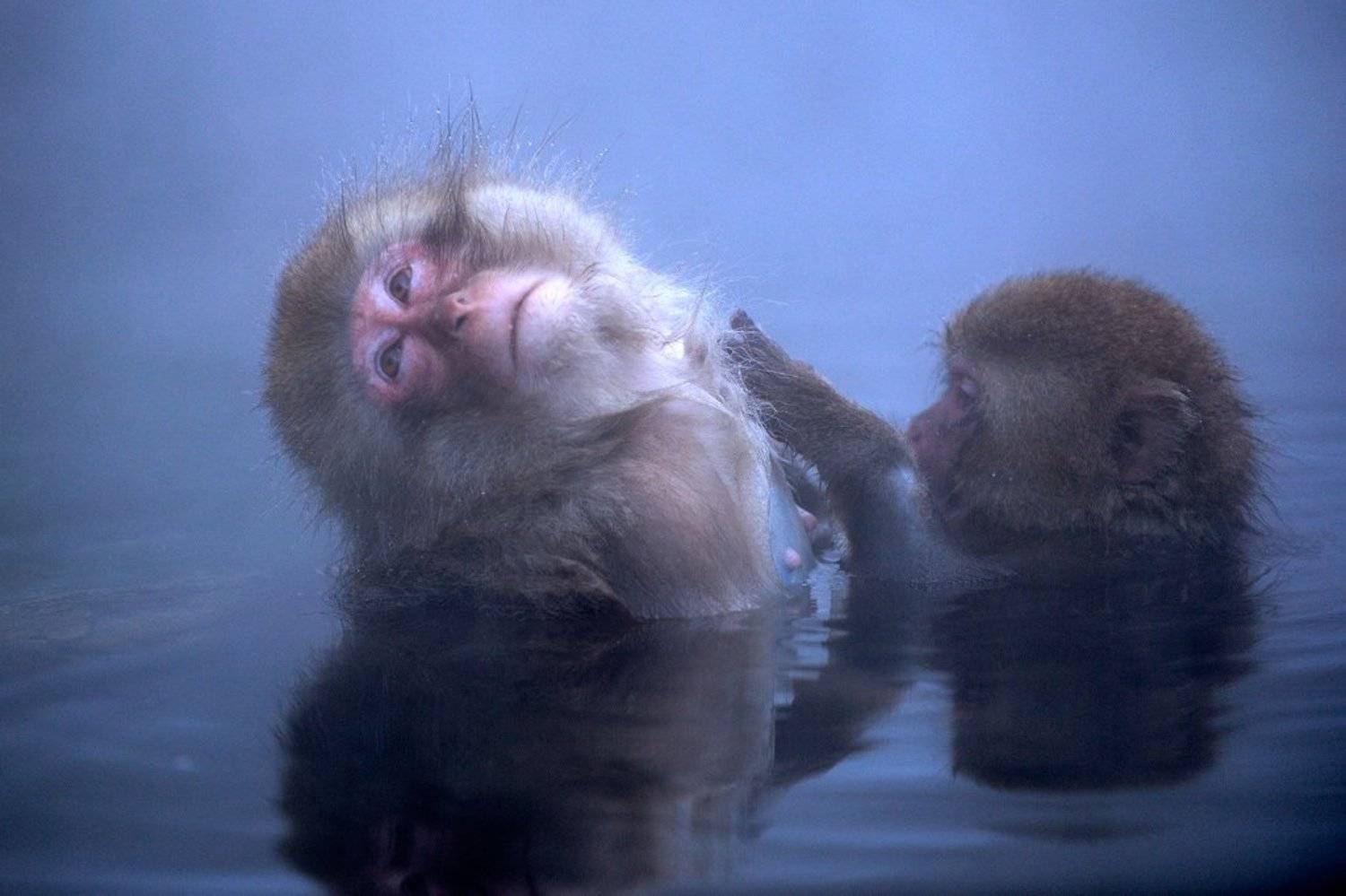 , Алексей Тищенко