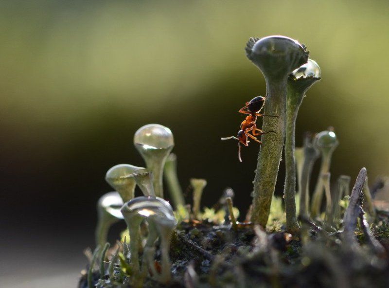 Верхолаз фото превью