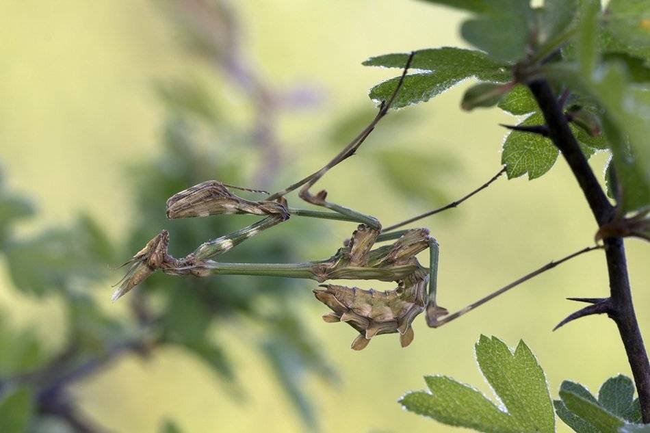, Иваненко Светлана