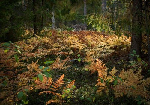 Папоротник (фрагменты)