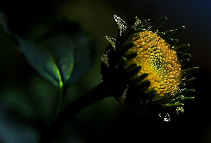 wake,nature,sony Delicate Light фото превью